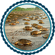 tortuguero