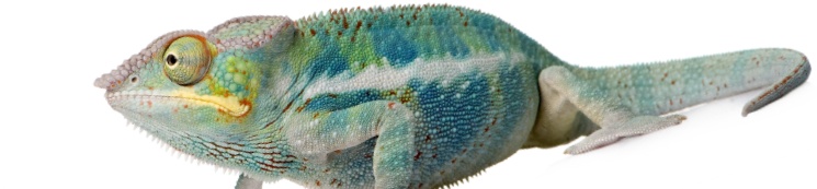 camaleon