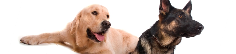 goldenretreiverypastoraleman2