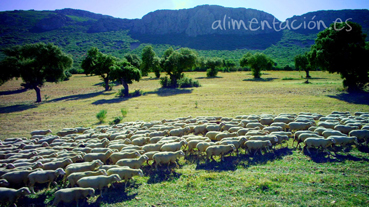 Imagen de resolucion Baja ovejas3