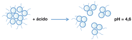 Modificación de las proteínas (micelas de caseína) por acción del ácido