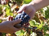 Caracteristicas-Ruta del Vino Sierra de Francia