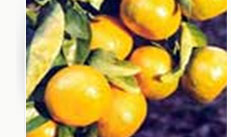 mandarinasmandarinases