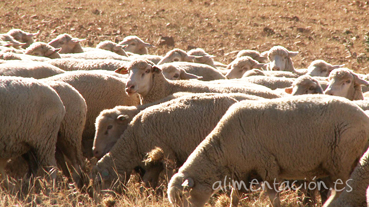 Imagen de resolucion Baja ovejas2