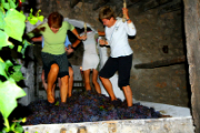 Actividades Ruta del vino de Alicante
