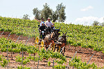 Actividades en la Ruta del Vino de Ribera de Guadiana