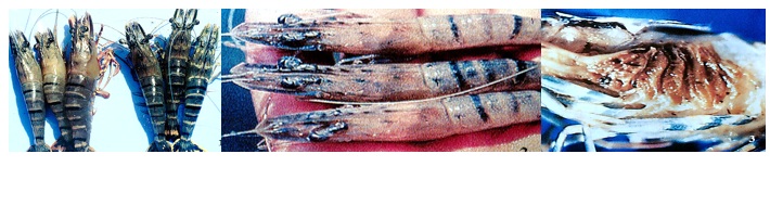 Imágenes de crustáceos con signos clínicos de la enfermedad de la cabeza amarilla